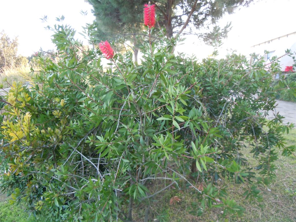 Callistemon speciosus